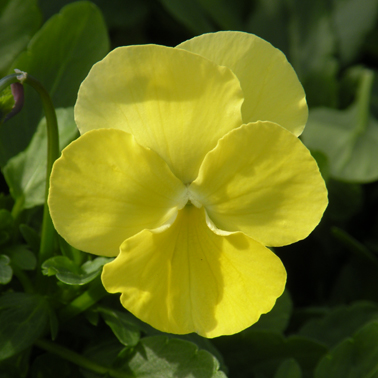 Victorian Viola Citronella